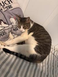 Lost Male Cat last seen Summerfield, Alpharetta, GA 30022