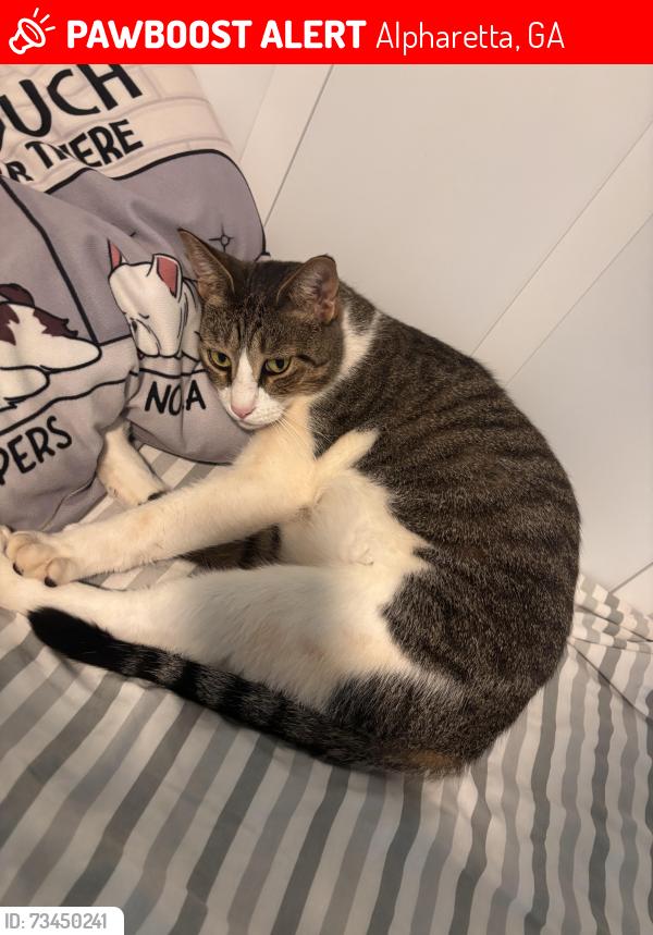 Lost Male Cat last seen Summerfield, Alpharetta, GA 30022