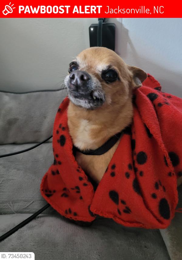 Lost Male Dog last seen Near Pebble Ln, Jacksonville, NC 28546