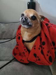 Lost Male Dog last seen Near Pebble Ln, Jacksonville, NC 28546