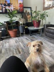 Lost Female Dog last seen Old Fairburn Rd, College Park, GA 30349