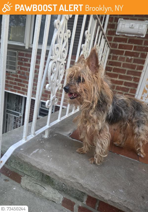 Found/Stray Unknown Dog last seen 80th St and avenue J, Brooklyn, NY 11236