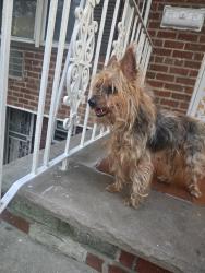 Found/Stray Unknown Dog last seen 80th St and avenue J, Brooklyn, NY 11236