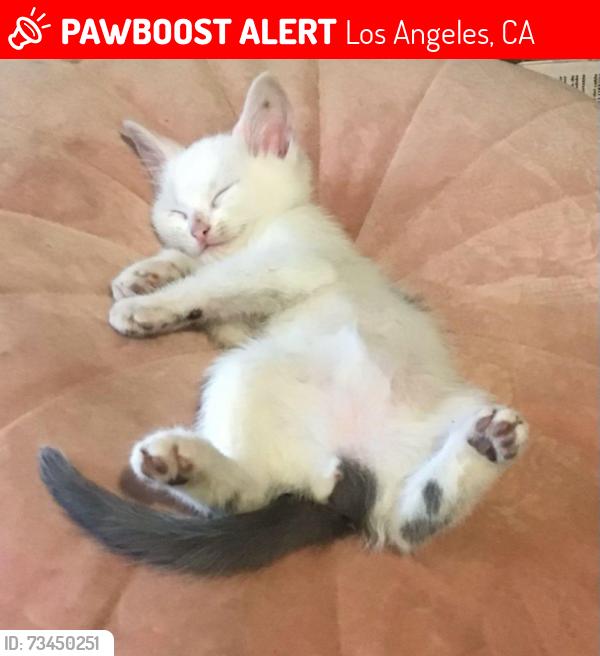 Lost Male Cat last seen 12th and mesa st, Los Angeles, CA 90731