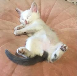Lost Male Cat last seen 12th and mesa st, Los Angeles, CA 90731