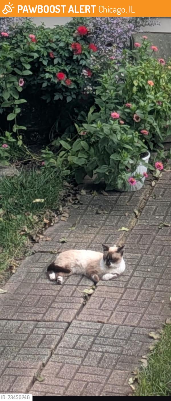 Found/Stray Unknown Cat last seen Lawrence and St Louis, Chicago, IL 60625