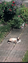 Found/Stray Unknown Cat last seen Lawrence and St Louis, Chicago, IL 60625