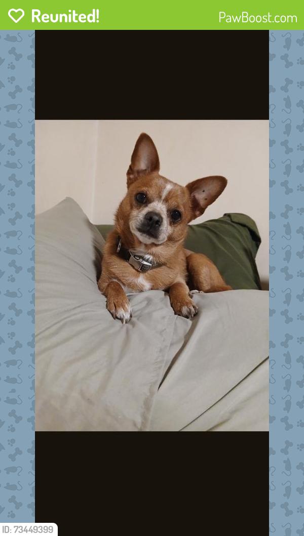 Reunited Male Dog last seen Near brown ave scranton pa 18508, Scranton, PA 18509