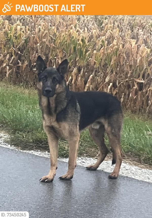 Found/Stray Male Dog last seen Yates Avenue just South of Kentucky Avenue, Washington Township, IL 60401