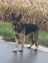 Found/Stray Male Dog last seen Yates Avenue just South of Kentucky Avenue, Washington Township, IL 60401