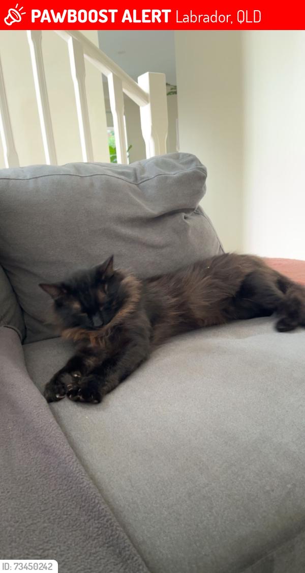 Lost Male Cat last seen Grace Street, Central Street, Labrador, QLD 4215