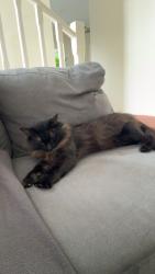 Lost Male Cat last seen Grace Street, Central Street, Labrador, QLD 4215