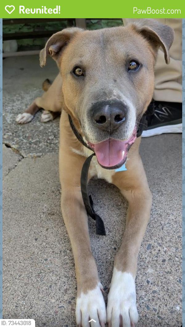 Reunited Male Dog last seen Near 6th st e, Saint Paul, MN 55106