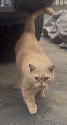 Found/Stray Female Cat last seen S 272nd St & 15th Ave S, Des Moines, WA 98198
