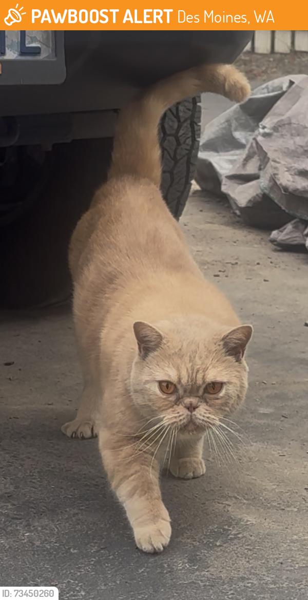 Found/Stray Female Cat last seen S 272nd St & 15th Ave S, Des Moines, WA 98198
