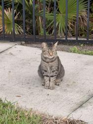 Found/Stray Unknown Cat last seen Deer Pine Trail, Land O' Lakes, Fl, Usa, Land O' Lakes, FL 34638