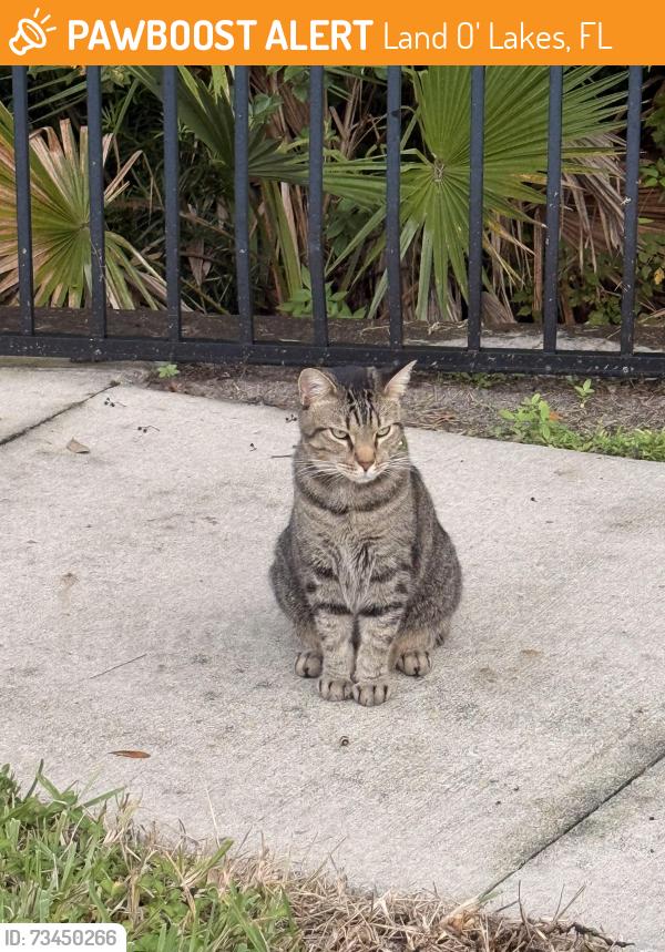 Found/Stray Unknown Cat last seen Deer Pine Trail, Land O' Lakes, Fl, Usa, Land O' Lakes, FL 34638