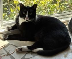 Reunited Male Cat last seen Hillside Drive, Shelby, NC 28150