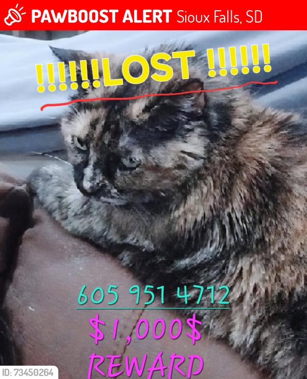Lost Female Cat last seen Tire motive, Sioux Falls, SD 57107