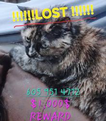 Lost Female Cat last seen Tire motive, Sioux Falls, SD 57107