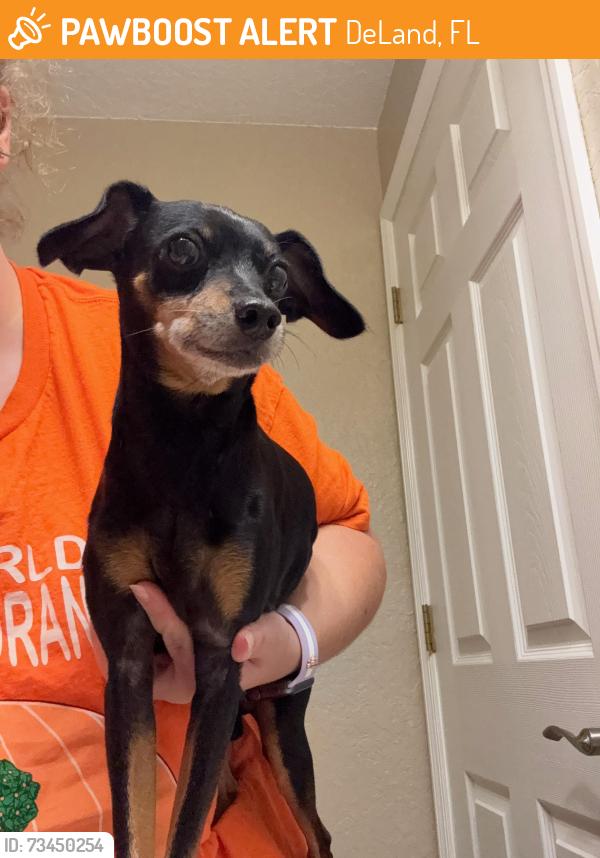 Found/Stray Male Dog last seen between 8th & 10th ave off east magnolia road, DeLand, FL 32724