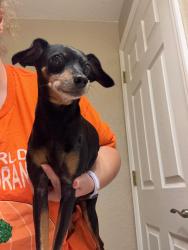 Found/Stray Male Dog last seen between 8th & 10th ave off east magnolia road, DeLand, FL 32724