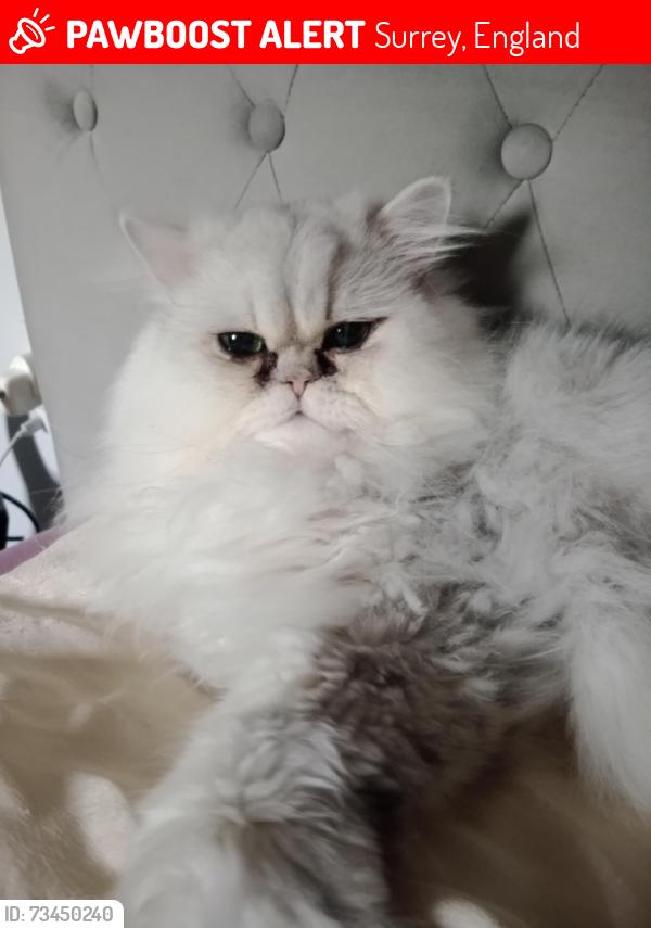 Lost Male Cat last seen Travelodge Dorking, Surrey, England 