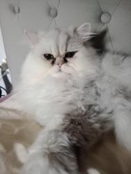 Lost Male Cat last seen Travelodge Dorking, Surrey, England 