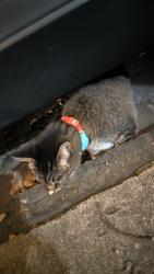 Found/Stray Unknown Cat last seen Under a car, Baltimore, MD 21224