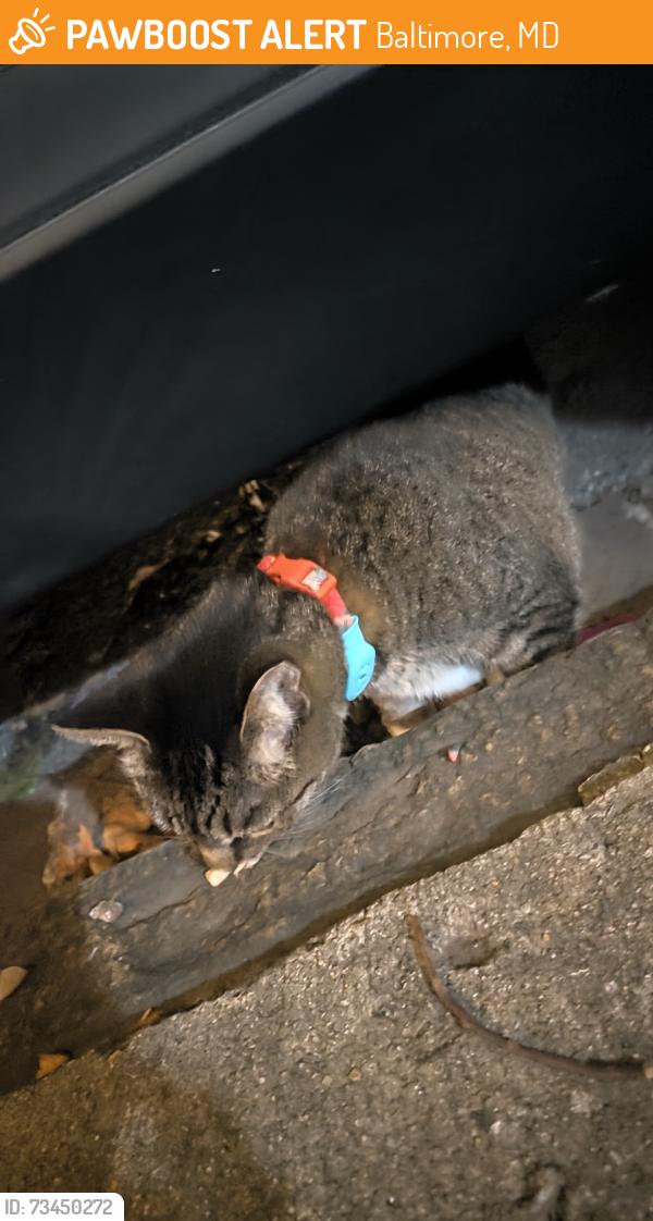 Found/Stray Unknown Cat last seen Under a car, Baltimore, MD 21224