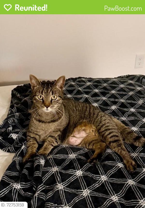 Reunited Female Cat last seen Norman Dr and Kenneth Tr, Neptune Township, NJ 07753