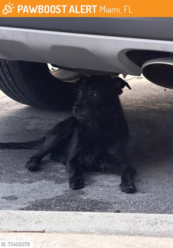 Found/Stray Unknown Dog last seen Northside Vista apmts parking lot, Miami, FL 33147