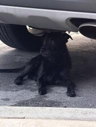 Found/Stray Unknown Dog last seen Northside Vista apmts parking lot, Miami, FL 33147