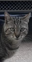 Lost Male Cat last seen Near Silver Oaks, Zephyrhills, FL 33542