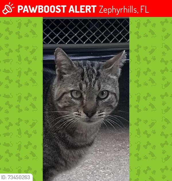 Lost Male Cat last seen Near Silver Oaks, Zephyrhills, FL 33542