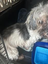 Found/Stray Unknown Dog last seen Penn and Sorghum Mill, Edmond, OK 73012