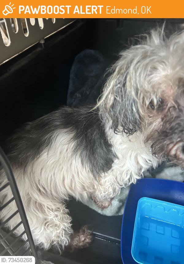 Found/Stray Unknown Dog last seen Penn and Sorghum Mill, Edmond, OK 73012