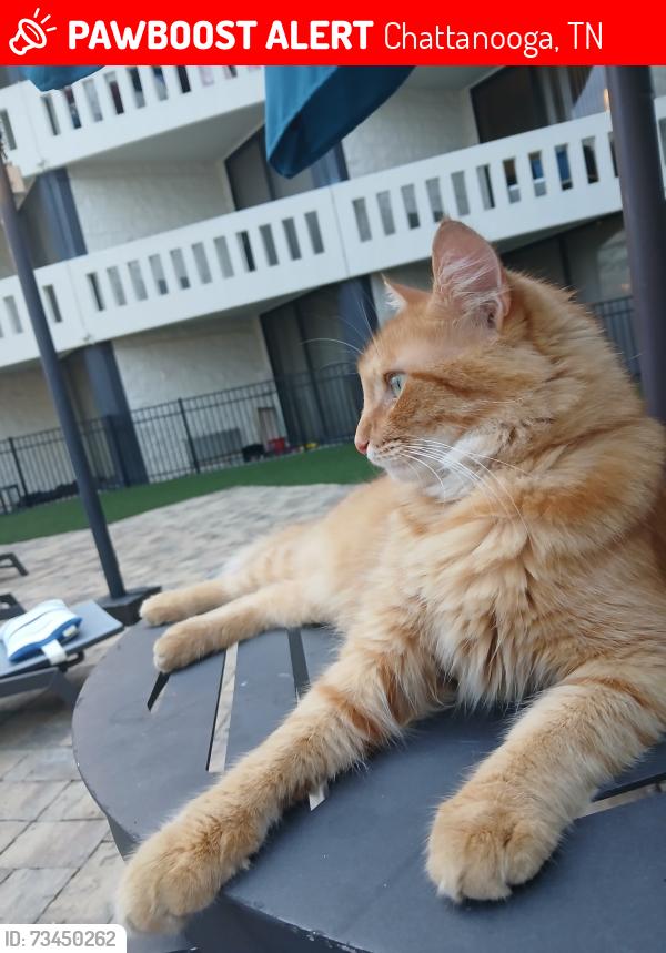 Lost Male Cat last seen Passanger flts, Chattanooga, TN 37408