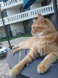 Lost Male Cat last seen Passanger flts, Chattanooga, TN 37408