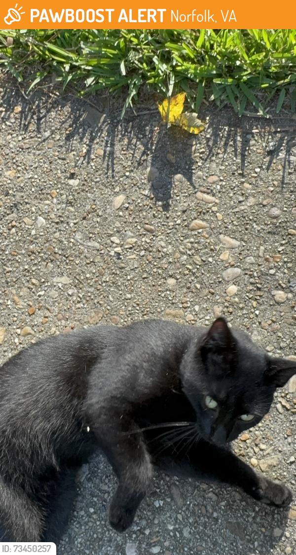 Found/Stray Male Cat last seen Blades St & Rosmar Ct, Norfolk, VA 23503