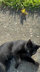Found/Stray Male Cat last seen Blades St & Rosmar Ct, Norfolk, VA 23503