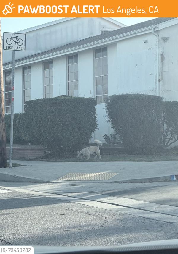 Found/Stray Unknown Dog last seen Near s hoover street in front of First Christan Reformed Church, Los Angeles, CA 90044