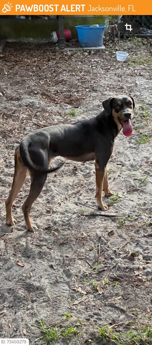 Found/Stray Female Dog last seen Love grove elementary, Jacksonville, FL 32207