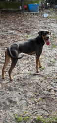 Found/Stray Female Dog last seen Love grove elementary, Jacksonville, FL 32207