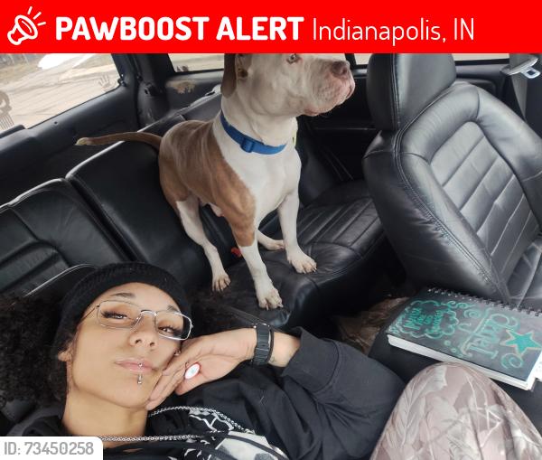 Lost Male Dog last seen 18th Street and Medford Avenue, Indianapolis, IN 46222