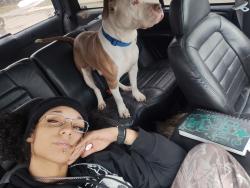 Lost Male Dog last seen 18th Street and Medford Avenue, Indianapolis, IN 46222