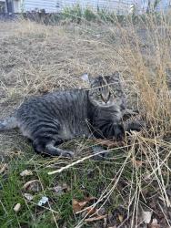 Found/Stray Unknown Cat last seen S Nye PL & 20 PL S, Seattle, WA 98144