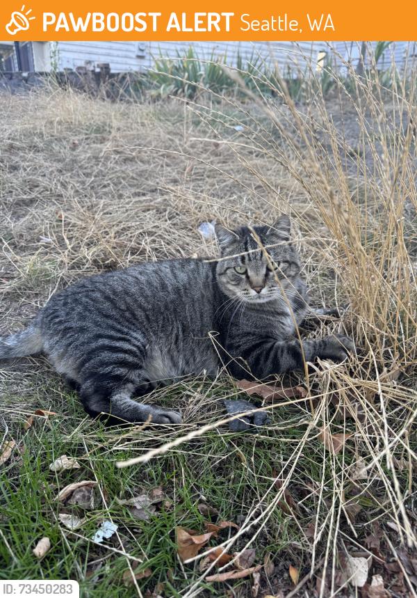 Found/Stray Unknown Cat last seen S Nye PL & 20 PL S, Seattle, WA 98144