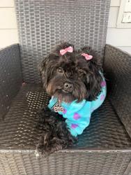 Lost Female Dog last seen Rickert st, Buffalo, NY 14211