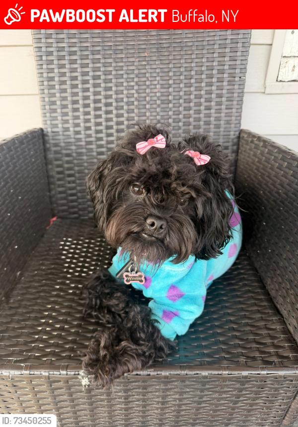 Lost Female Dog last seen Rickert st, Buffalo, NY 14211